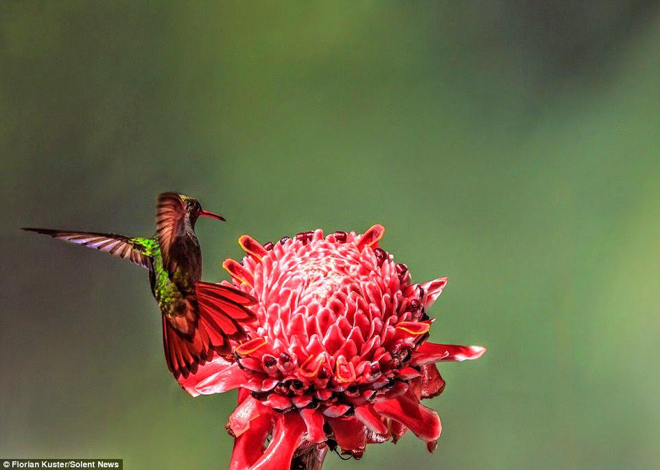légende du colibri